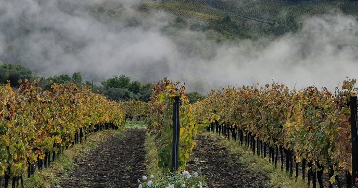 Morning fog lifting off Pinot Noir vineyard rows in the Russian River Valley