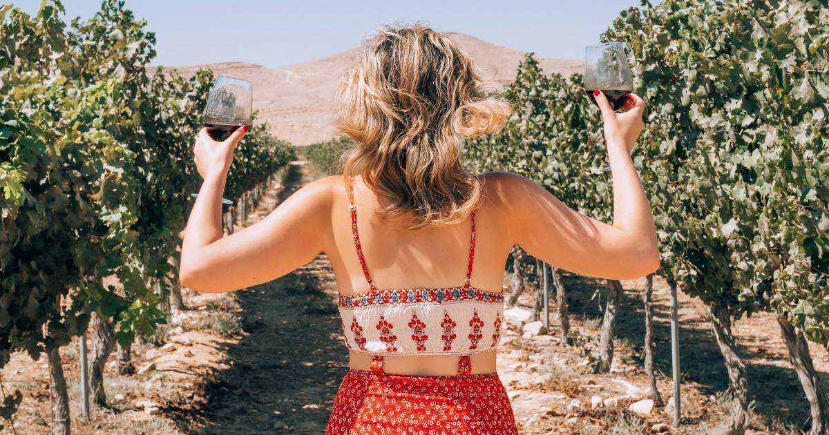 Rows of red wine grapes on the vine in a Sonoma County vineyard before harvest