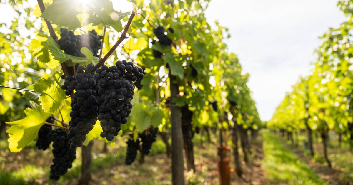 Pinot Noir vine rows on a fog-covered hillside in western Sonoma County
