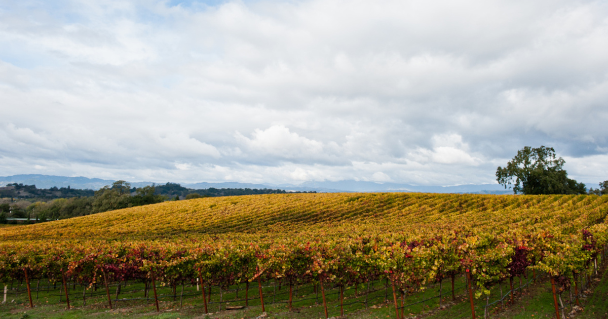 Vineyard rows turning gold under autumn light in Sonoma County during harvest season