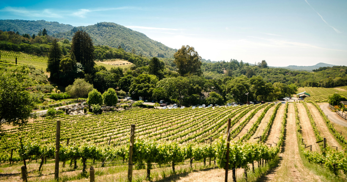 Close-up of ripe Pinot Noir grape clusters on the vine in Sonoma County