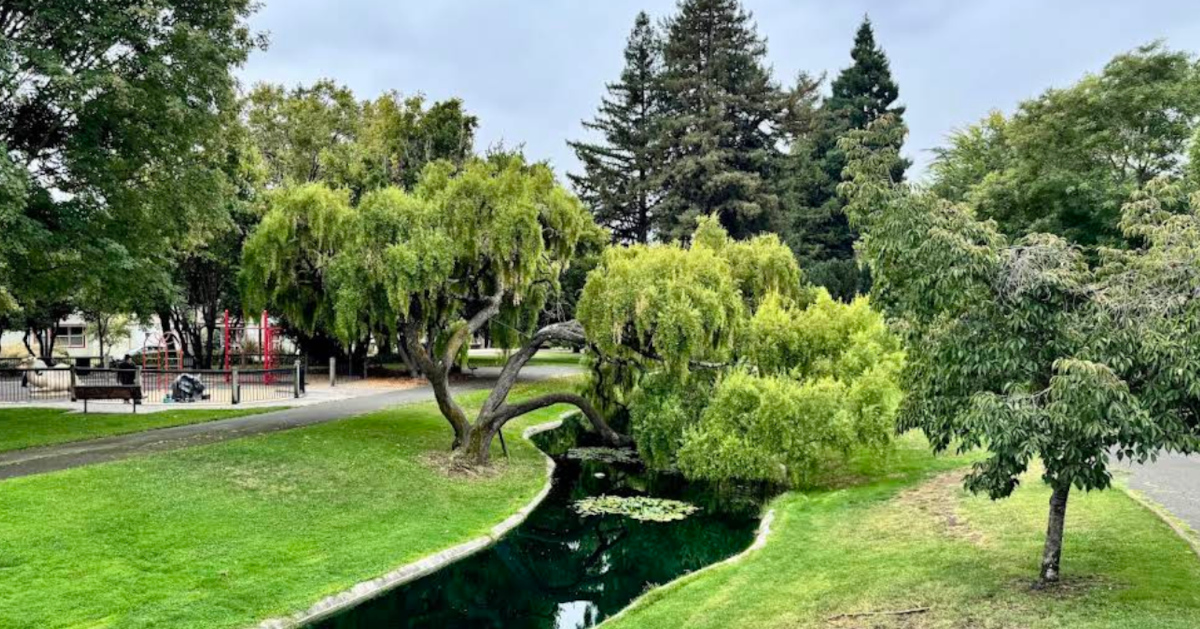 Redwoods and open lawn at Juilliard Park in downtown Santa Rosa, California