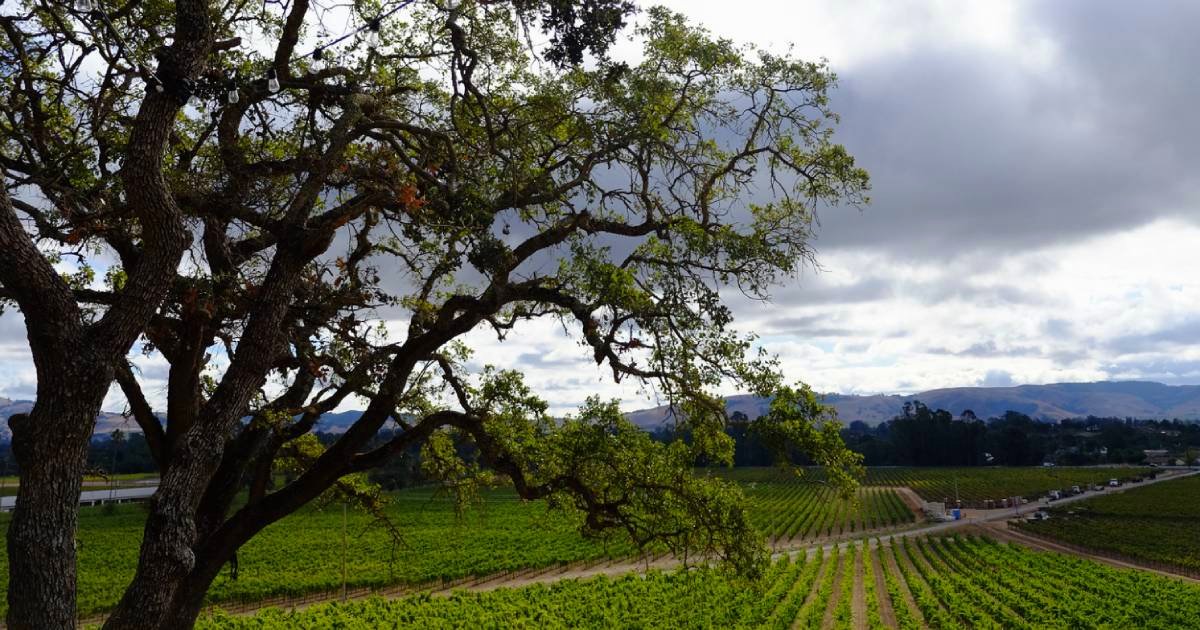 A spreading oak strung with cafe lights above rows of green vineyard, with rolling hills under an overcast Sonoma Valley sky