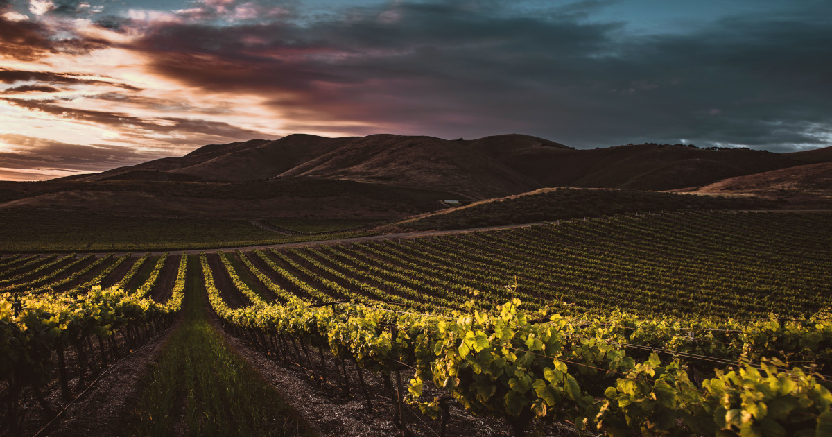 Aerial view of Sonoma County vineyards showing varied terrain from coastal hills to warm inland valleys