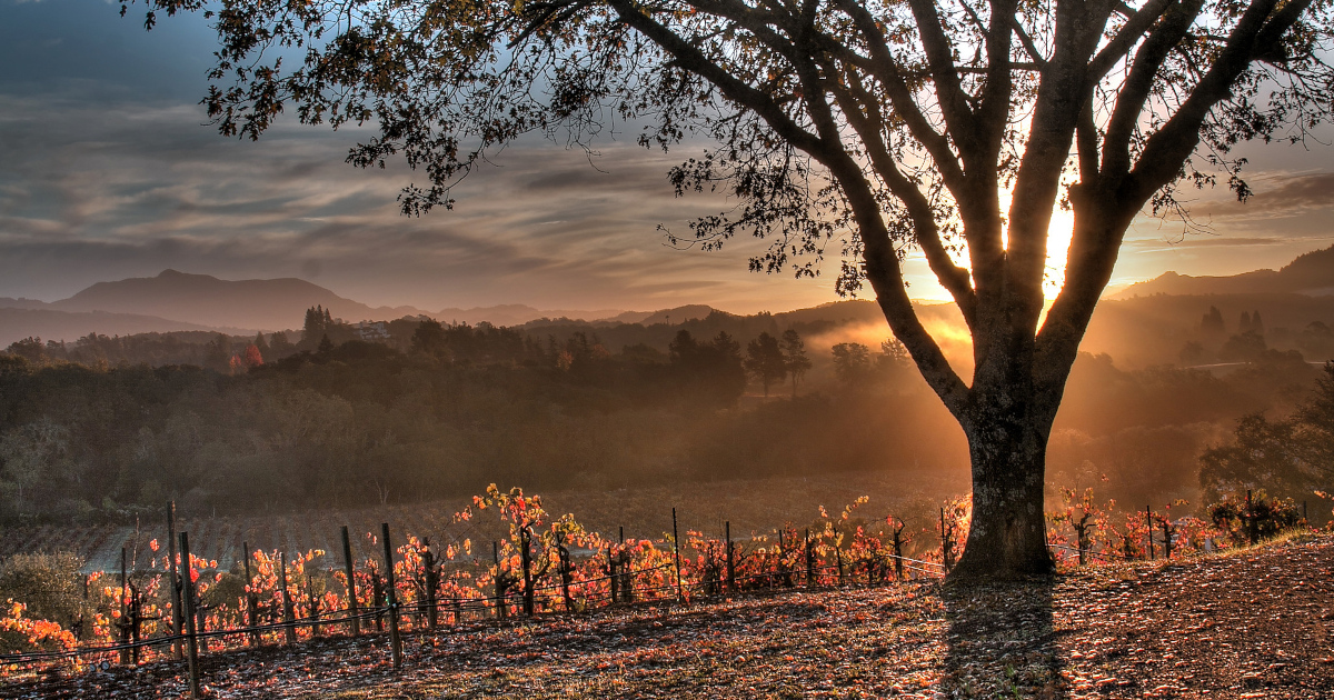 Golden vine rows during Sonoma County's fall harvest season