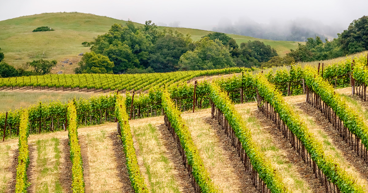 Rolling vineyard hills in Sonoma County on a clear morning