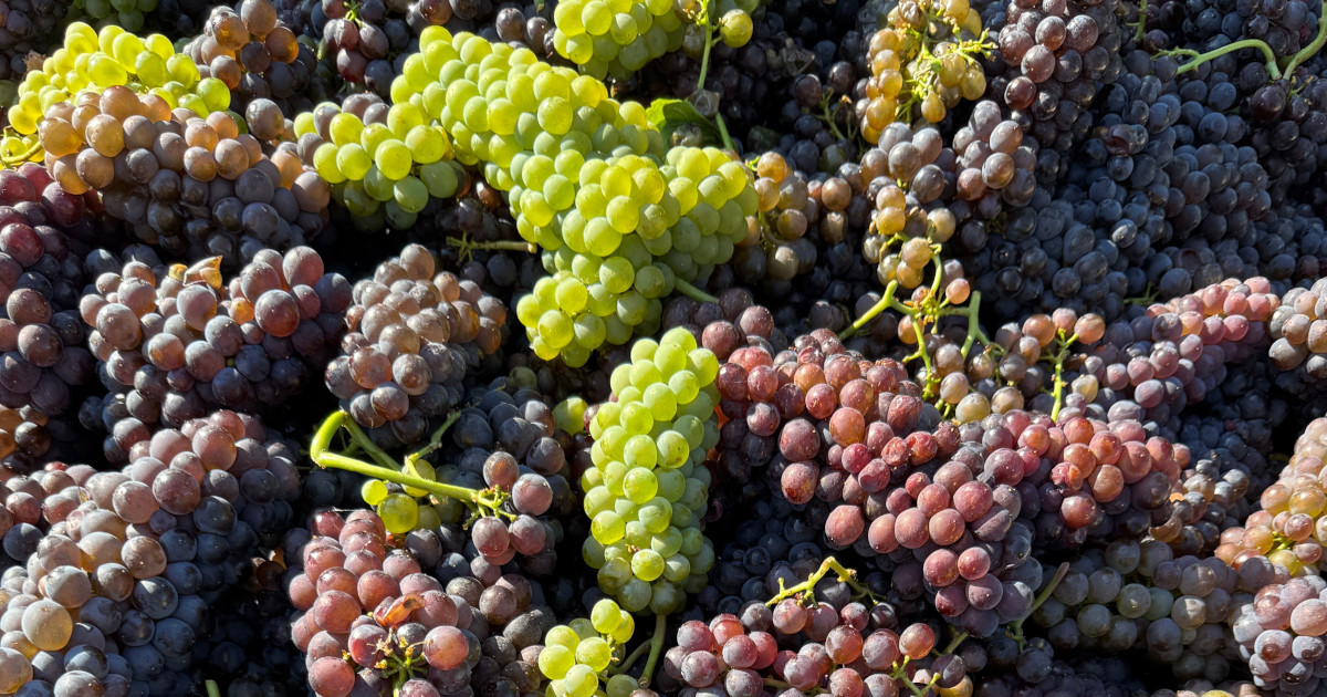 Red and green wine grape clusters harvested in Sonoma County