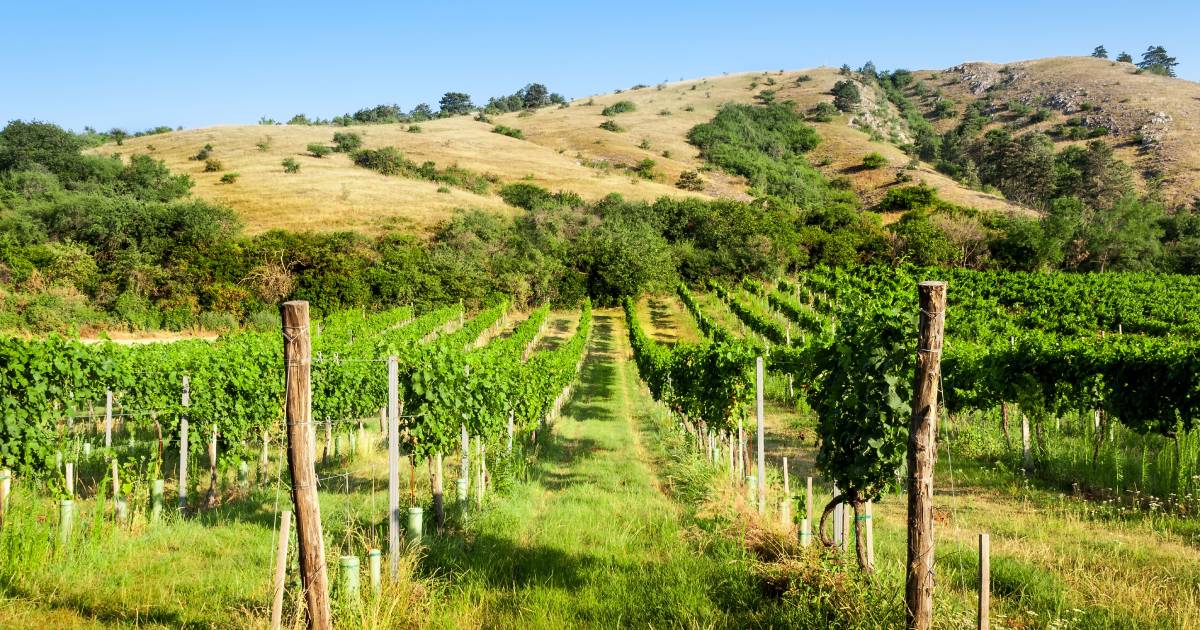 Rows of Sonoma County vineyard vines with rolling hills